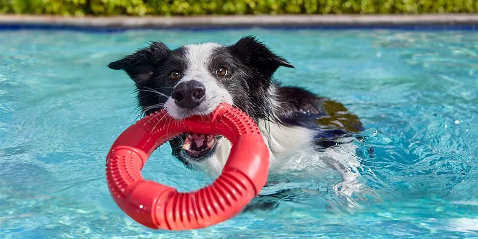 Mascota en piscina con su juguete acuático. Descubre cómo elegir los mejores juguetes para perros.