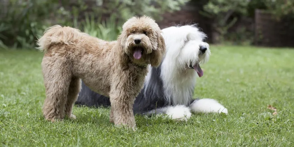 Un perro hipoalergénico para el hogar puede ser este labradoodle, cruce entre labrador y poodle.