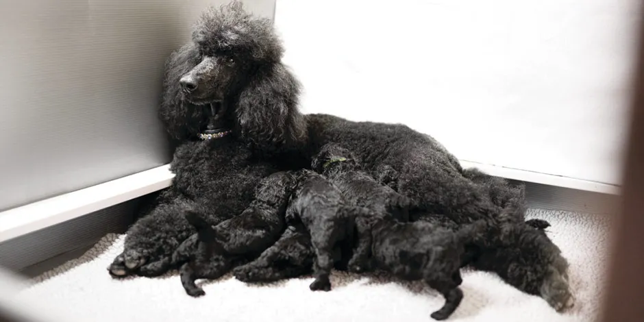 Esta mamá y sus cachorros color negro son poodle, raza famosa por no provocar alergia a los perros.