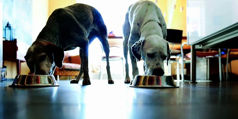 Los comederos para perros de aluminio como los de la imagen, son una gran opción para tus mascotas.