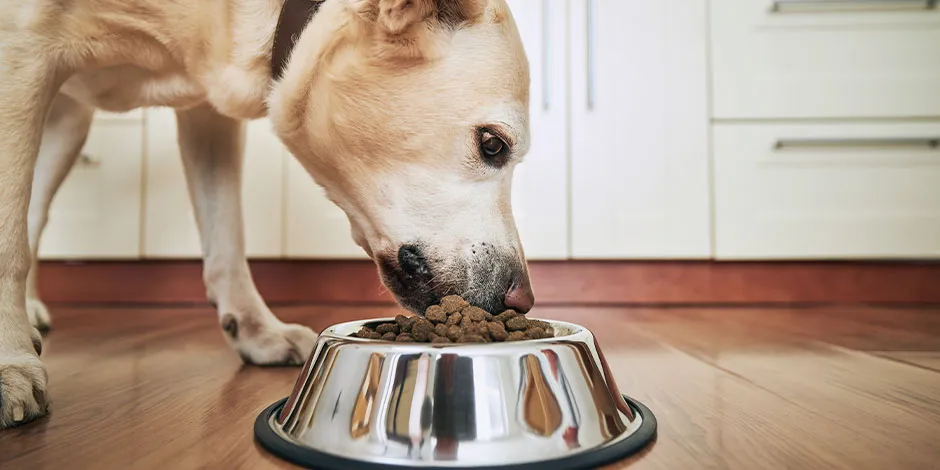 Labrador alimentándose de su comedero para perros metálico y con antideslizante.