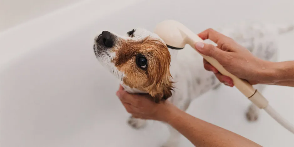 Descubrí cómo bañar a un perro, tal como hacen con este Jack Russell en una bañera.