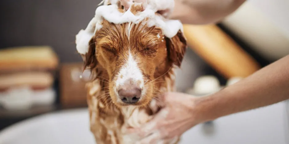 Cachorro siendo bañado con los elementos de aseo correctos. Como bañar a un perro.