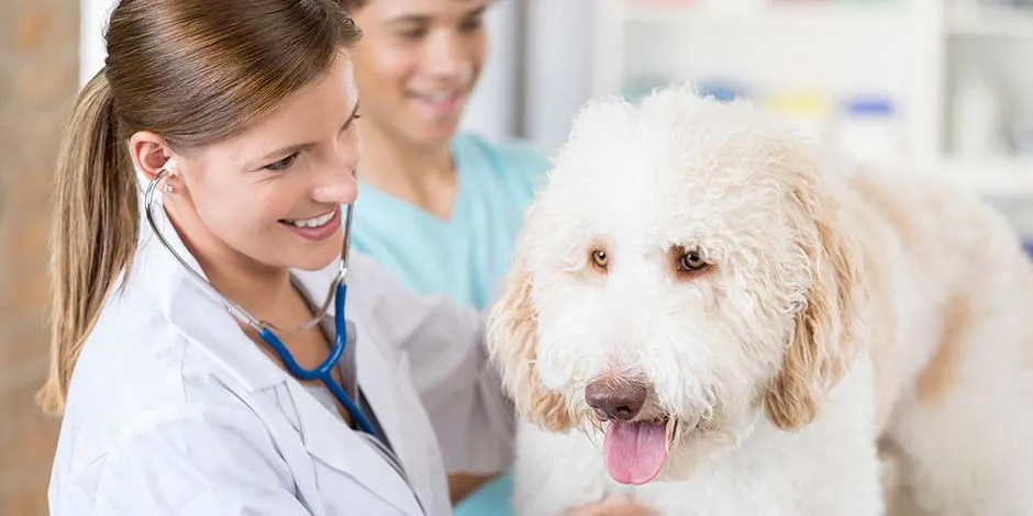 Si no sabés cómo bañar a un perro, consultá a tu veterinario. Perro siendo valorado por profesional.