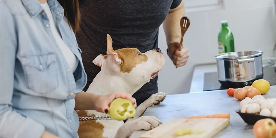 Pareja con su pitbull en la cocina, evitando que ingiera verduras que no pueden comer los perros.