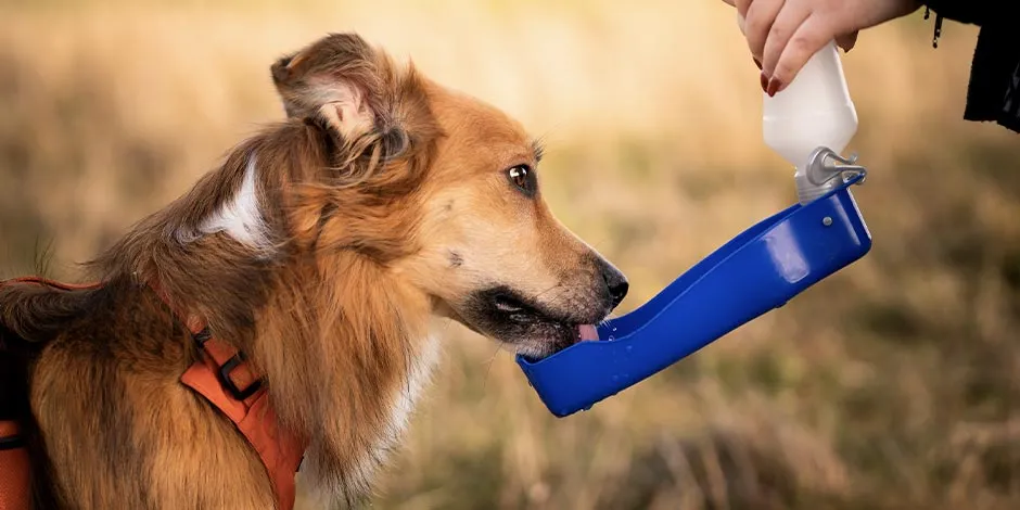 Mascota bebiendo agua, complemento de su terapia antiestrés con música relajante para perros.
