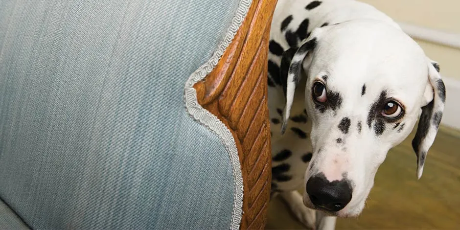 Los problemas en las orejas de los perros pueden ser más comunes en ciertas razas, como los dálmata.