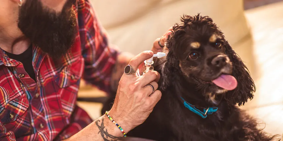 Tutor que limpia las orejas de su perro con un utensilio especializado.