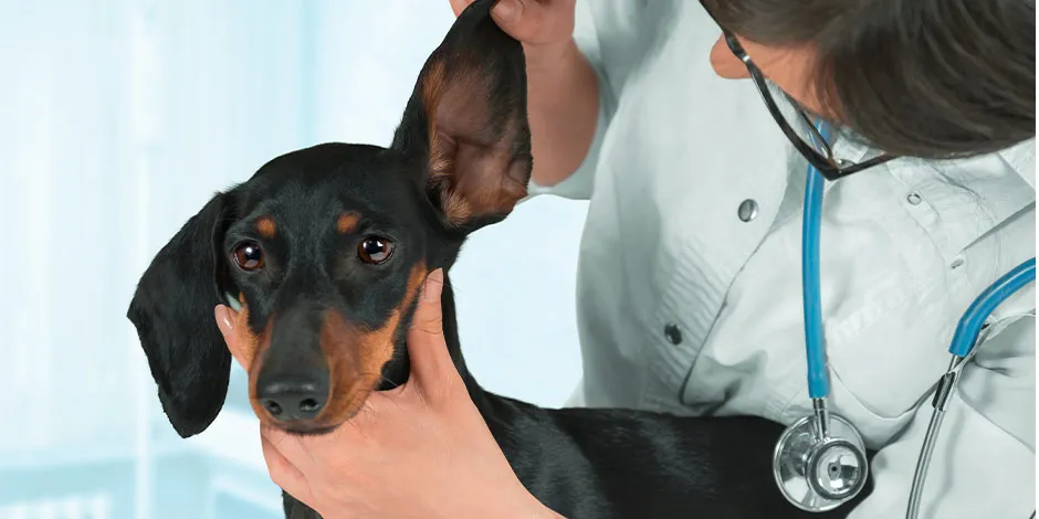 Veterinario que examina las orejas de un perro. Mantente atento al comportamiento de tu mascota.